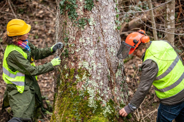 How Our Tree Care Process Works  in  Lamar, SC